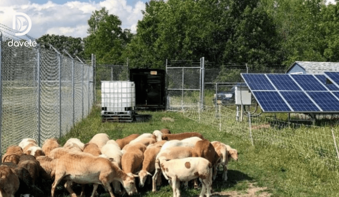 Agrivoltaïsme moutons